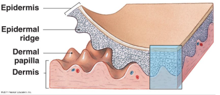 <p>spatial relationship between epidermal ridges and dermal papillae</p>