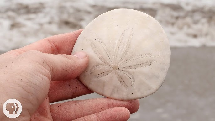 <p>Echinoderms: Sand Dollar</p><p>(Looks like purple sand dollar with a little 5-points flower)</p>