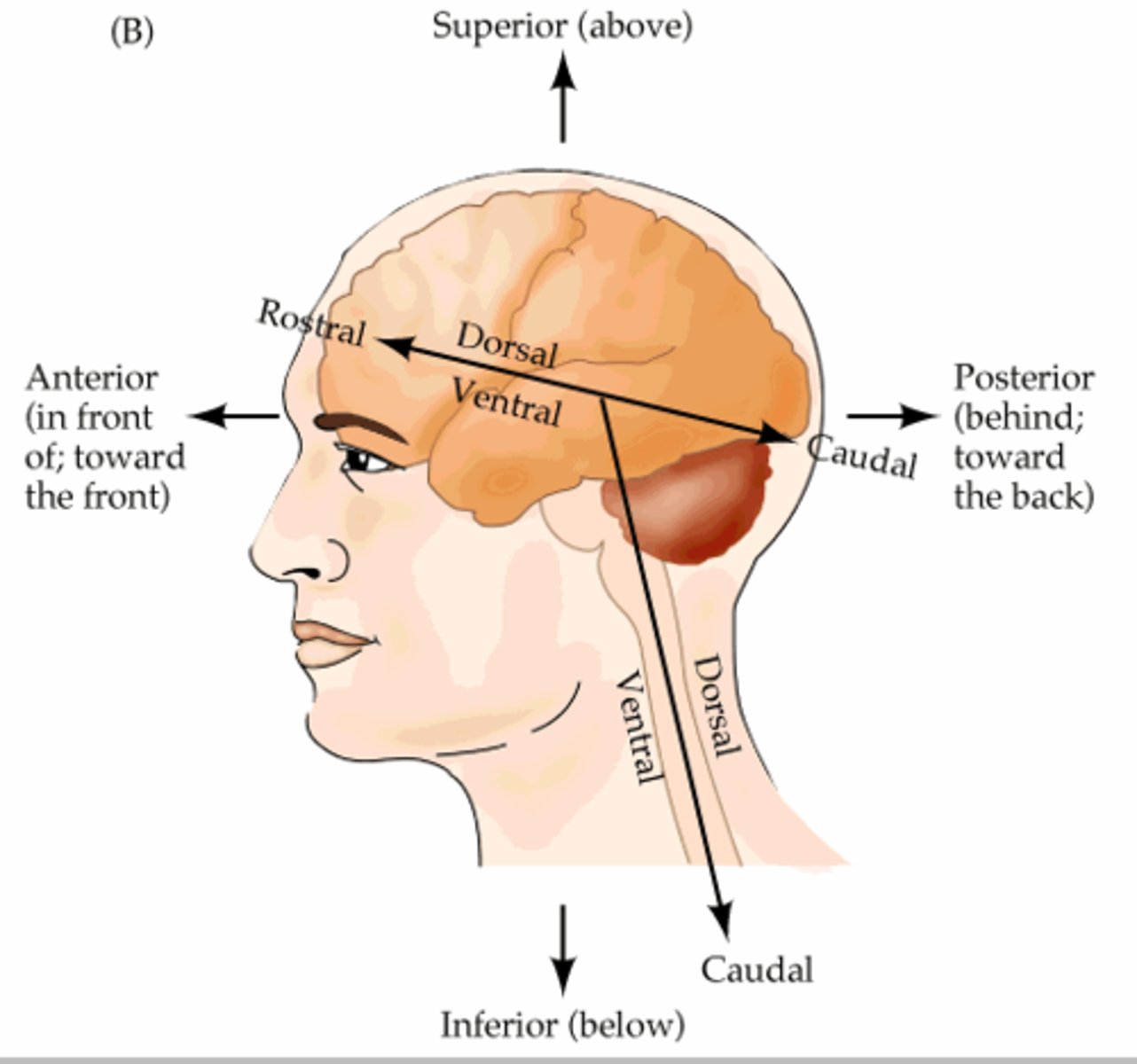 <p>toward the forehead or nose</p>