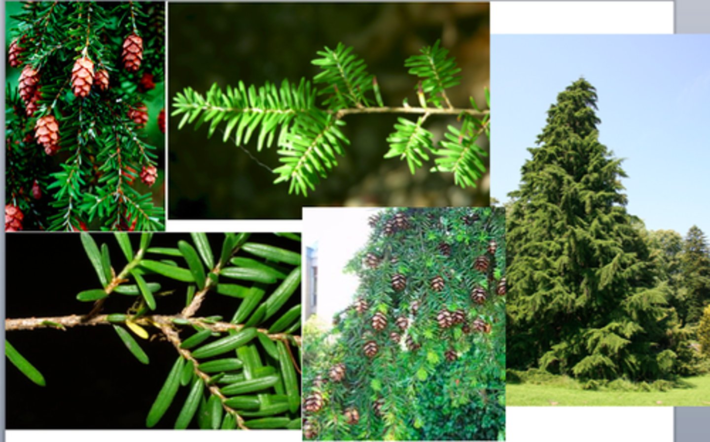 <p>conifer with "furry" and bushy needles, needles are uneven in length, uniform green colour. Scaled/shingled bark.</p>