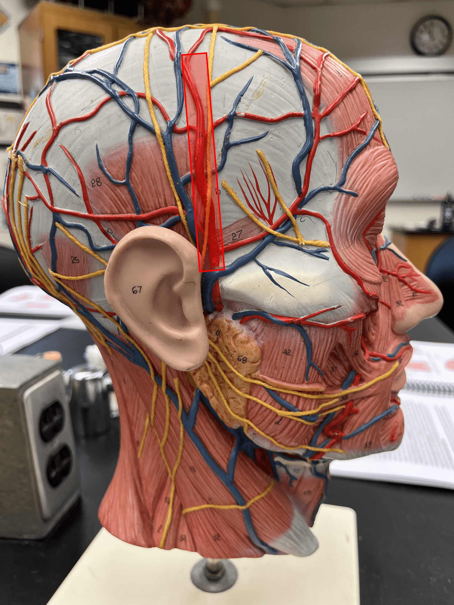 <p>• An artery of the head and neck.</p>
<p>• Originates from the external carotid artery.</p>
<p>• Supplies the chewing muscles, nasal cavity, lateral face and scalp, and dura mater.</p>