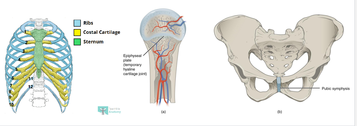<p><strong>Synchondroses</strong>: Bones joined by hyaline cartilage (ex: epiphyseal plate)</p><p><strong>Symphyses</strong>: Fibrocartilage pad (ex: intervertebral disc, pubic symphysis)</p>