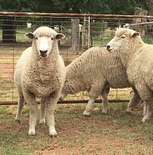 <ul><li><p>originated in Australia/New Zealand</p></li><li><p>dual-purpose breed</p></li><li><p>meat and wool production</p></li><li><p>medium wool</p></li></ul><p></p>