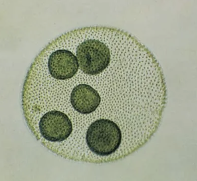<p>microscopic, lives in a colony, algae, motile (flagella), green-pigment </p>