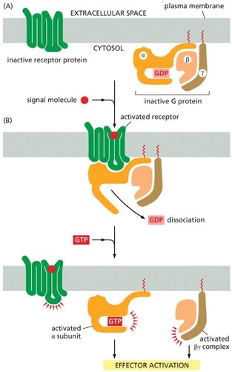 <p>Binding of an extracellular signal molecule changes the conformation of the receptor, activating the G protein by exchanging GDP for GTP.</p>
