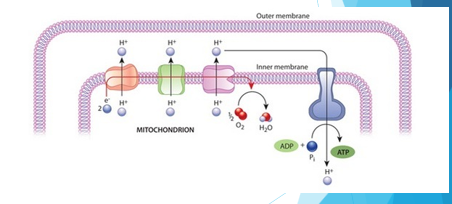 <p>proteins embedded in the inner mitochondrial membrane</p><p>-electrons are passed from one protein complex to the next, decreasing energy with each passage</p><p>-H+ ions pumped across the membrane, and electrons are accepted by oxygen</p><p>-generates 32 ATP</p>