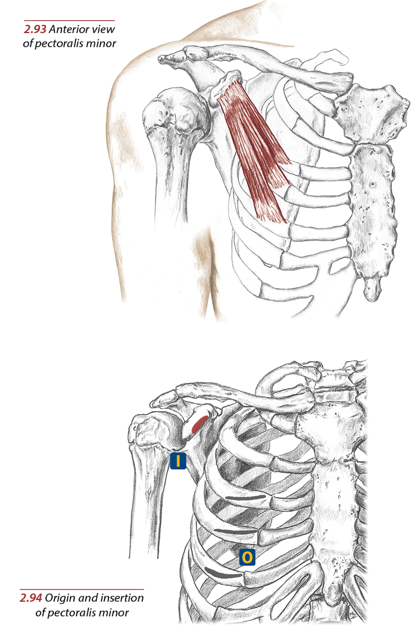 <p>Medial surface of coracoid process of scapula</p>