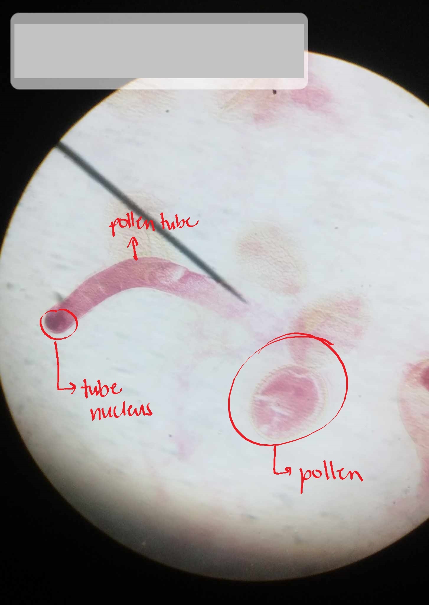 <p>identify the specimen</p>