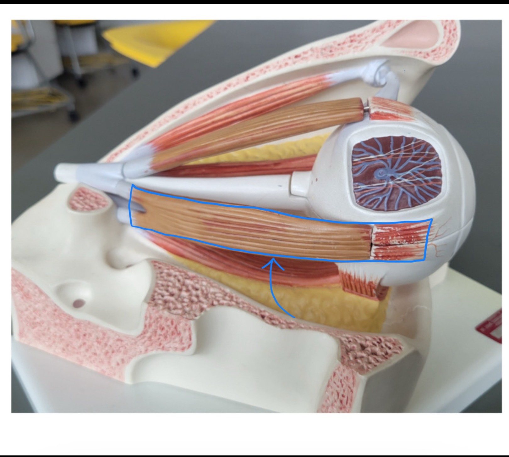 knowt flashcard image