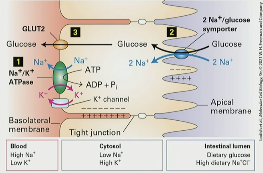 <ol><li><p>Na/K pump establishes concentration gradient so cell has negative membrane potential </p></li><li><p>glucose is taken from intestine lumen by 2xNa/glc symporter</p></li><li><p>glucose transported out of cell by low aff uniporter GLUT2</p></li></ol><p></p>