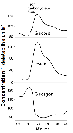 <p>- increased blood glucose after eating</p><p>INSULIN: postprandial (after eating) increases, then decreases</p><p>- increased blood glucose conc. --&gt; pancreas releases insulin --&gt; signalling</p><p>GLUCAGON: postprandial it decreaes, then increaes</p><p>- as glucose is taken up and metabolised, blood glucose declines, hence decreased blood glucose conc. --&gt; pancreas releases glucagon -&gt; signalling</p>