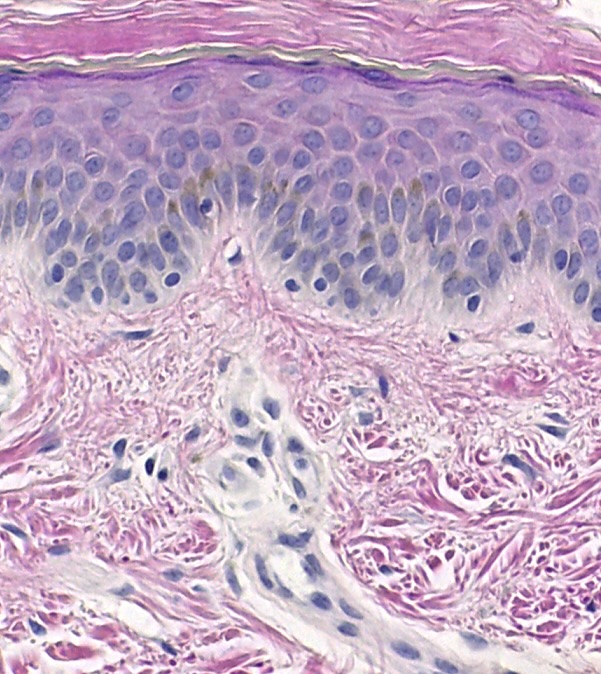 what type of tissue does this picture show