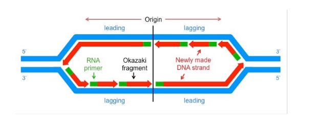 <p>replication proceeds in both directions, forming this at origin of replication</p>