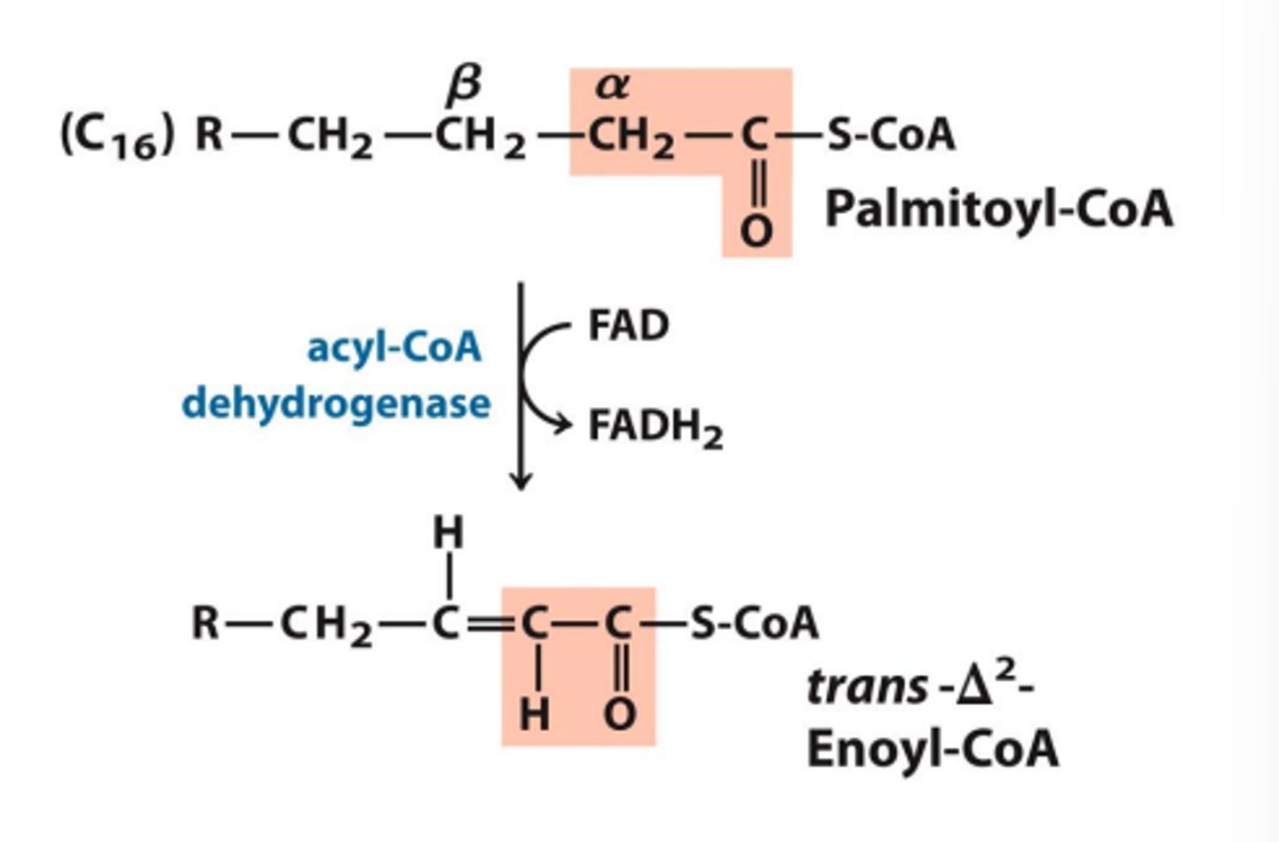 <p>Oxidation converting acetyl-coA to Enoyl-CoA</p>