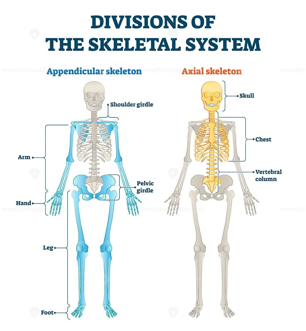 <ul><li><p>The axial skeleton. </p></li><li><p>The appendicular skeleton. </p></li></ul>