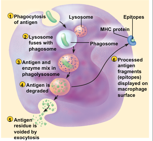 When an antigen-presenting cell e.g. phagocyte displays foreign antigens on their own cell-surface membrane.
