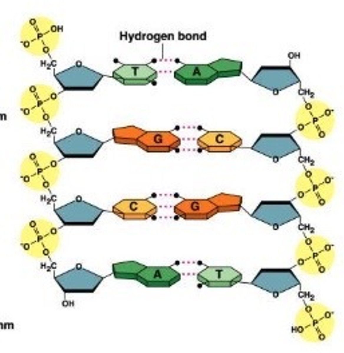 <p>A (Adenine) will always form weak hydrogen bonds with T (Thymine)<br><br>G (Guanine) will always form weak bonds with C (Cytosine)</p>