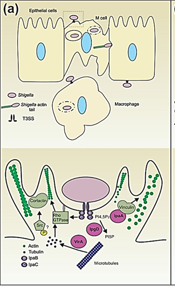 <p>Pathogenesis of <strong><em>Shigella?</em></strong></p>