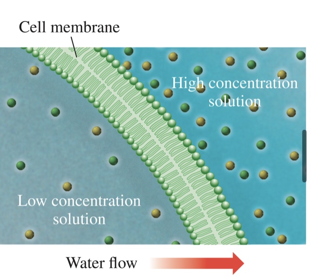 <p>During osmosis, water flows through<br>the cell membrane from an area<br>where the solution is less<br>concentrated to where it is more<br>concentrated, to even out the<br>concentrations.<br>• The net flow of water will be from the<br>solution with the lower solute<br>concentration, diluting the solution<br>that is more concentrated.<br>• Water moves from a solution<br>containing more water molecules<br>(dilute solution) into a solution<br>containing fewer water molecules<br>(more concentrated solution),<br>equalizing the concentrations</p>