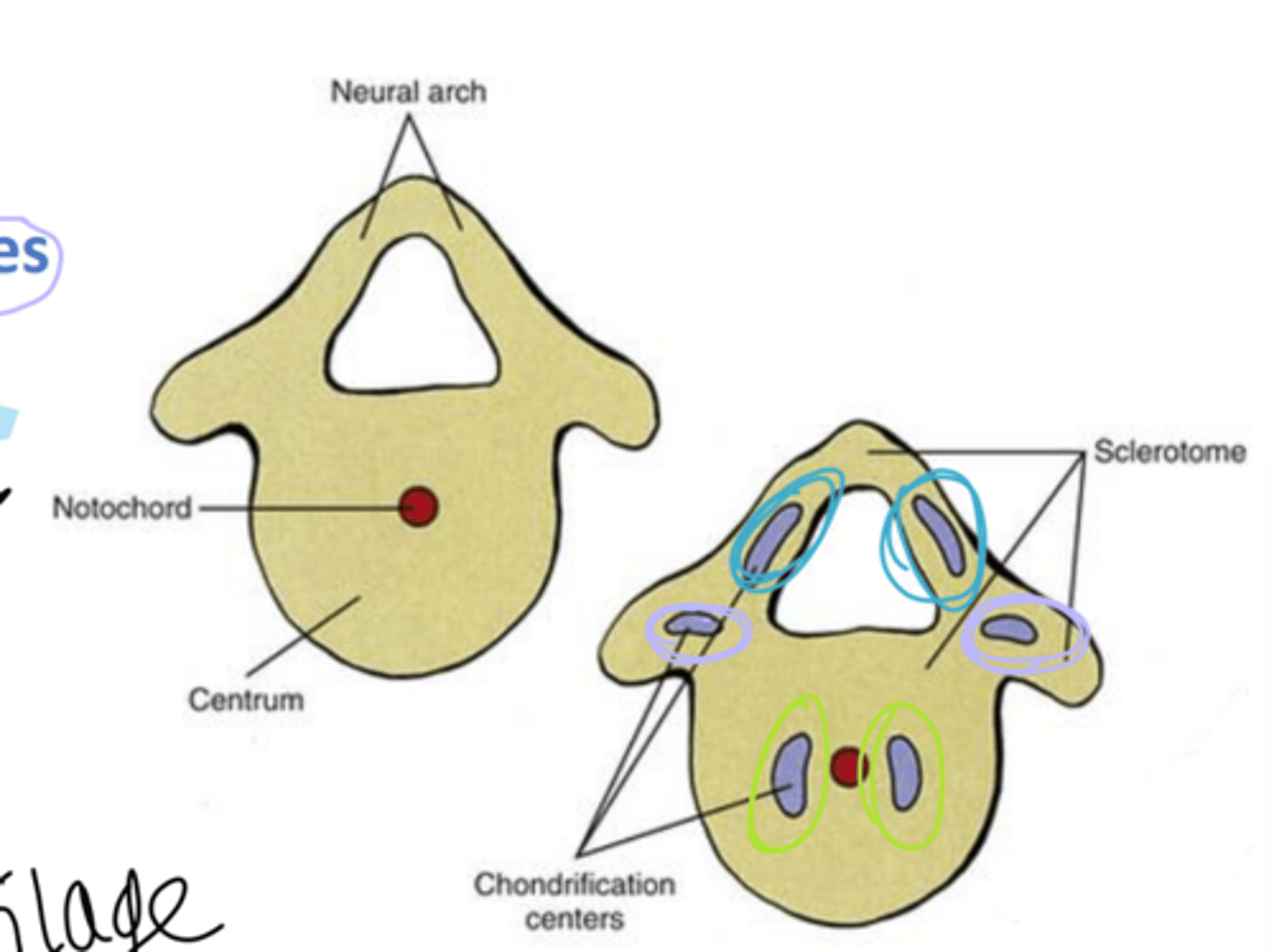 <p>1 pair in centrum (body)</p><p>1 pair in right and left neural arch</p><p>1 pair in right and left transverse processes</p>