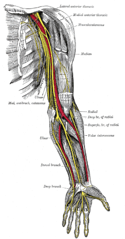 systemic nerve of the arm, located between the ulnar and radial nerves