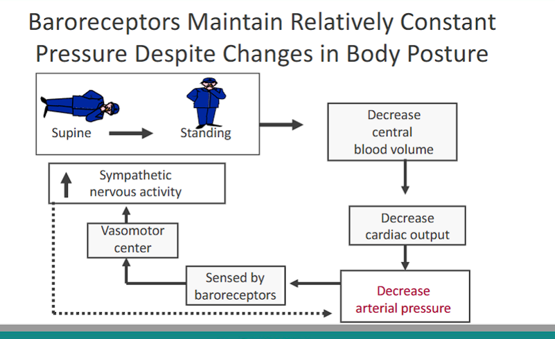 <p>Baroreceptors Maintain Relatively <strong>Constant Pressure</strong> Despite Changes in Body Posture</p>