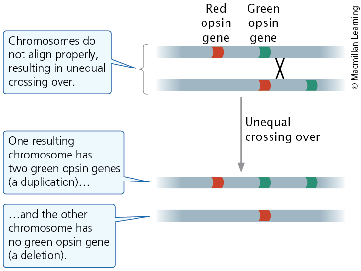 <p><span><span>Unequal crossing over produces duplications and deletions</span></span></p>
