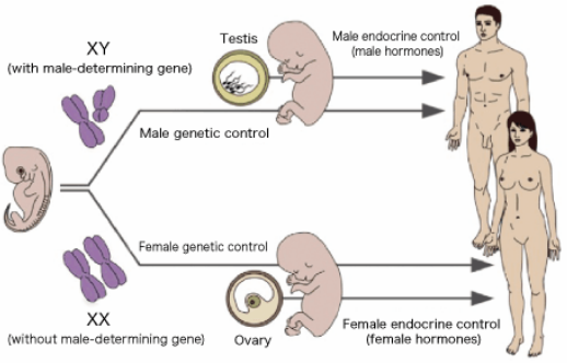 <p>A set of biological attributes, including chromosomes, hormones, gene expression, and internal/external reproductive anatomy, typically described as male, female, or intersex.</p>