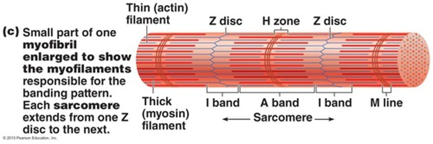 <p>Thin filaments slide past thick filaments, increasing the overlap between actin and myosin.</p>