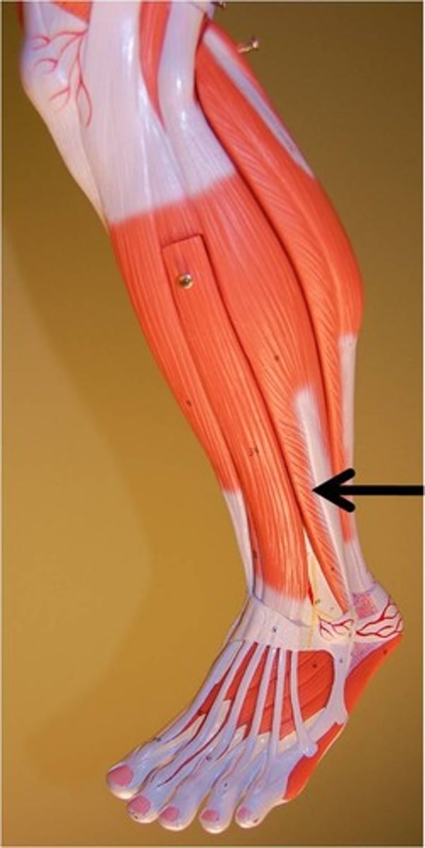<p>Origin: Distal fibula; Insertion: Metatarsal V</p>