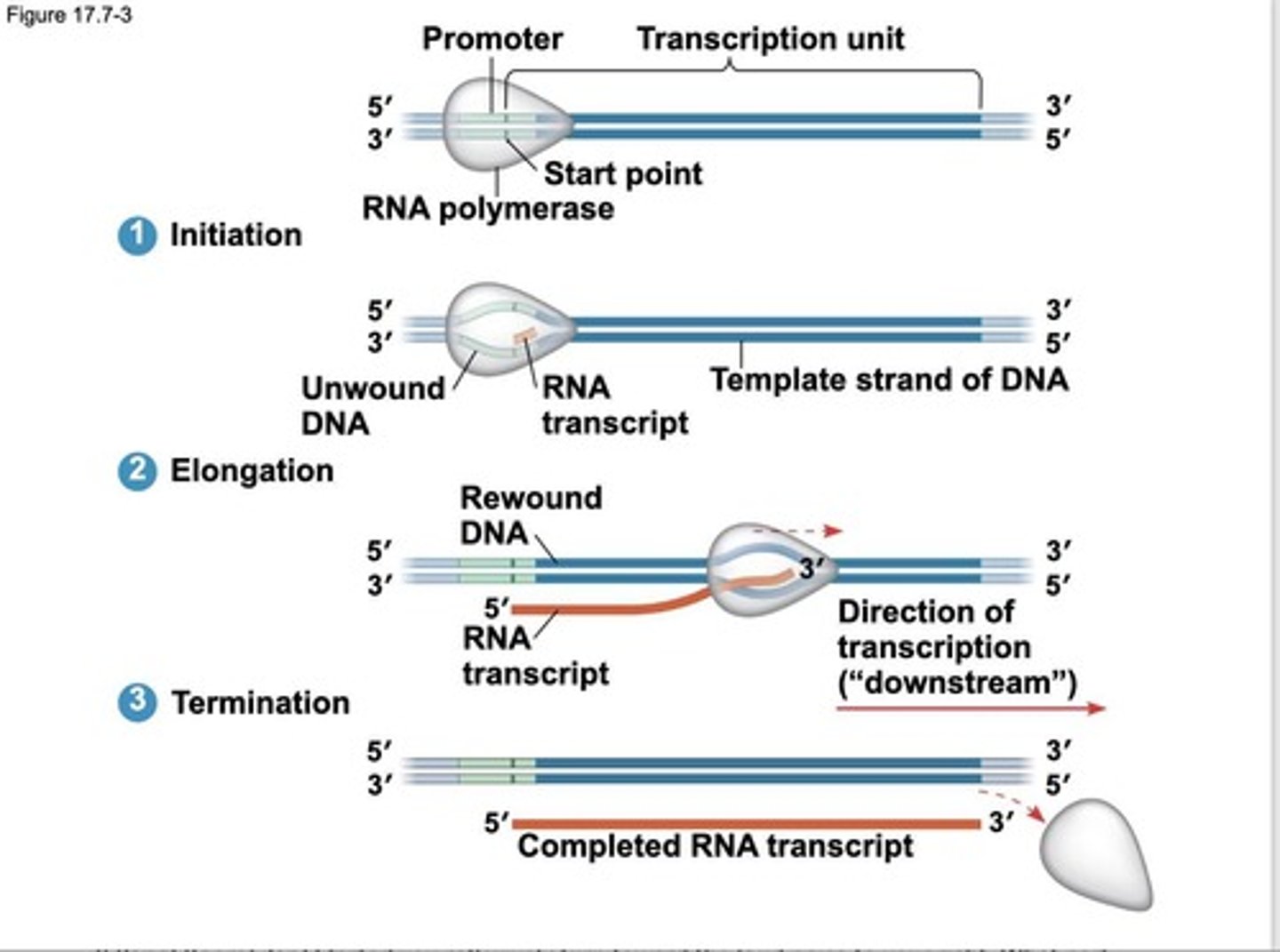 <p>Transcription is the synthesis of RNA using information in DNA.</p>