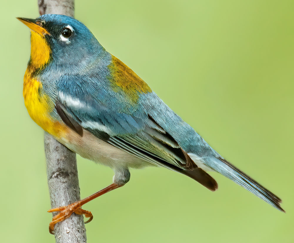 <p><span>Northern parula</span></p>