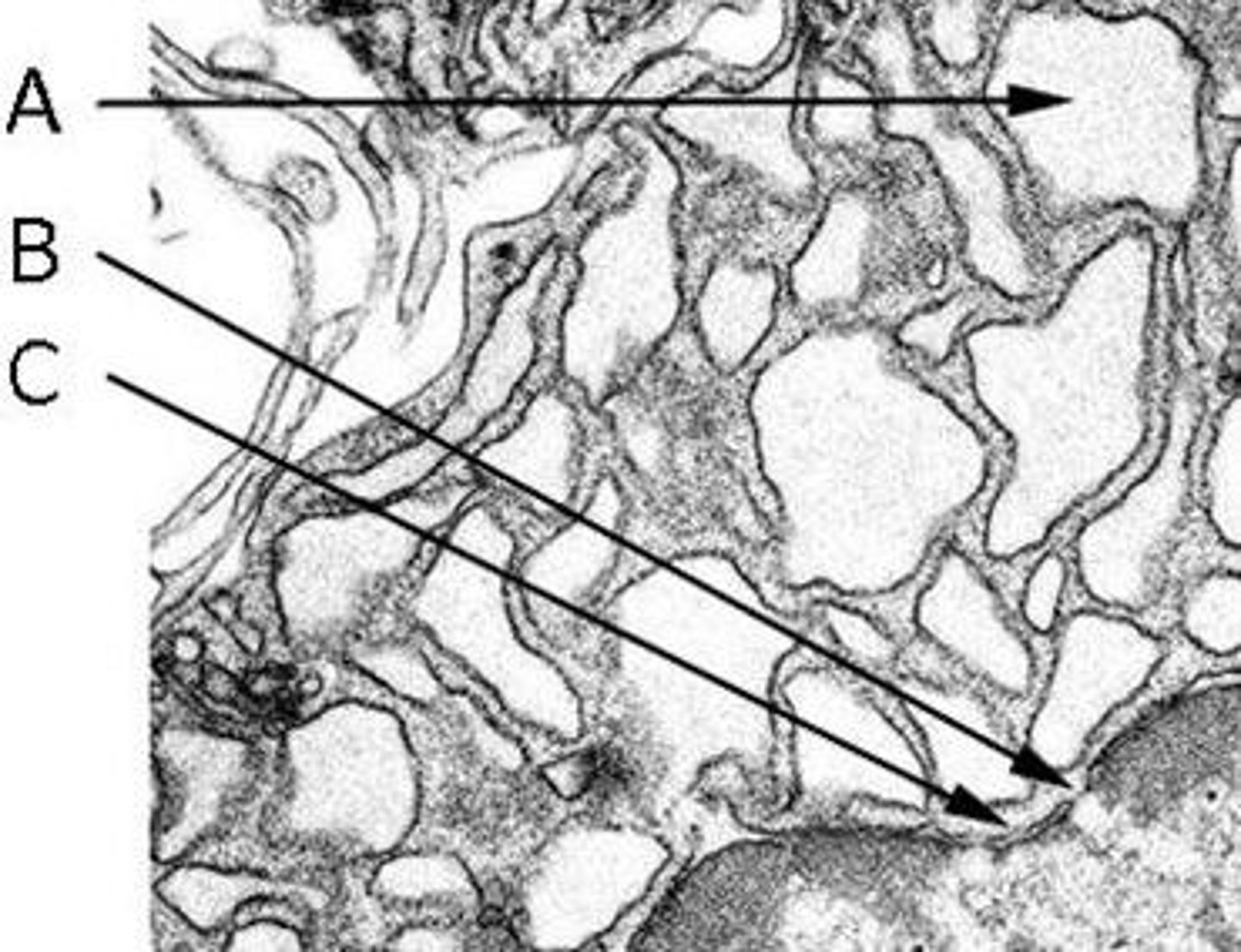 <p>A) The intracisternal space of the RER</p><p>B) A nuclear pore</p><p>C) The double membrane of the nuclear envelope</p>
