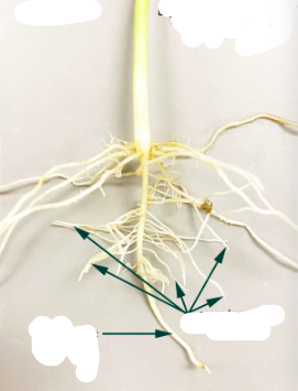 <p>Is this a fibrous or taproot system</p>