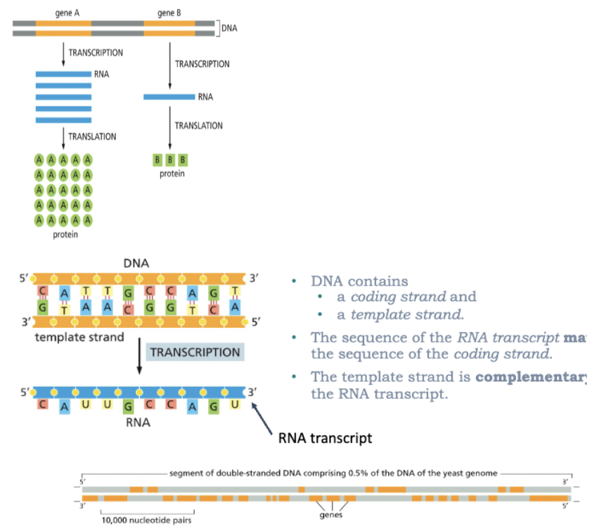 <ul><li><p>DNA—&gt;RNA</p></li><li><p>THE RATES OF BOTH TRANSCRIPTION AND TRANSLATION CAN DIFFER BETWEEN GENES</p></li><li><p><strong>ALL</strong> RNA MOLECULES (EXCEPT IN SOME VIRUSES) ARE DERIVED FROM INFORMATION PERMANENTLY STORED IN DNA</p></li><li><p>DURING <strong>REPLICATION,</strong> THE ENTIRE GENOME IS USUALLY COPIED</p></li><li><p>DURING <strong>TRANSCRIPTION</strong>, ONLY PARTICULAR GENES OR GROUPS OF GENES ARE TRANSCRIBED AT ANY ONE TIME (SOME PORTIONS OF THE DNA GENOME ARE NEVER TRANSCRIBED)</p></li><li><p><strong>ONLY </strong>ONE DNA STRAND SERVES AS A TEMPLATE FOR TRANSCRIPTION</p></li><li><p>DNA CONTAINS</p><ul><li><p>A CODING STAND </p></li><li><p>A TEMPLATE STRAND</p></li></ul></li><li><p>THE SEQUENCE OF THE RNA TRANSCRIPT MATCHES THE SEQUENCE OF THE CODING STRAND</p></li><li><p>THE TEMPLATE STRAND IS COMPLEMENTARY TO THE RNA TRANSCRIPT</p></li><li><p>*REMEMBER-GENES CAN BE ORIENTED IN EITHER DIRECTION ON THE DNA</p></li><li><p>REPLICATION IS CARRIED OUT BY <strong>DNA POLYMERASES</strong></p></li><li><p>TRANSCRIPTION IS CARRIED OUT BY <strong>RNA POLYMERASES</strong></p></li></ul><p></p>
