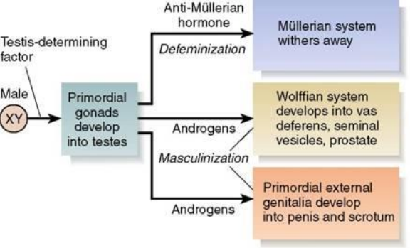 <p>XY chromosome; Y chromosome being testis-determining factor</p><p>Primordial gonads develop into testes; anti-Müllerian hormone and androgens are produced</p><p>Defeminization and masculinization occur</p>