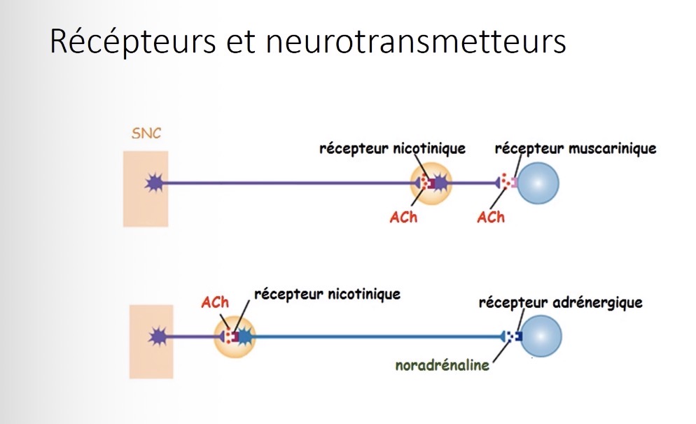 <p>L’acétylcholine (Ach)</p>