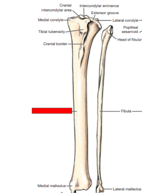 <p>Which bone is this?&nbsp;</p>