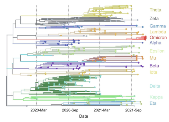 <p>a phylogenetic tree that dates a phenogram</p><p>uses a molecular clock to calibrate the dating (e.g. establish that 1 nucleotide change happens every 1 million years)</p><p>tips of extant taxa are aligned, but not extinct species</p>