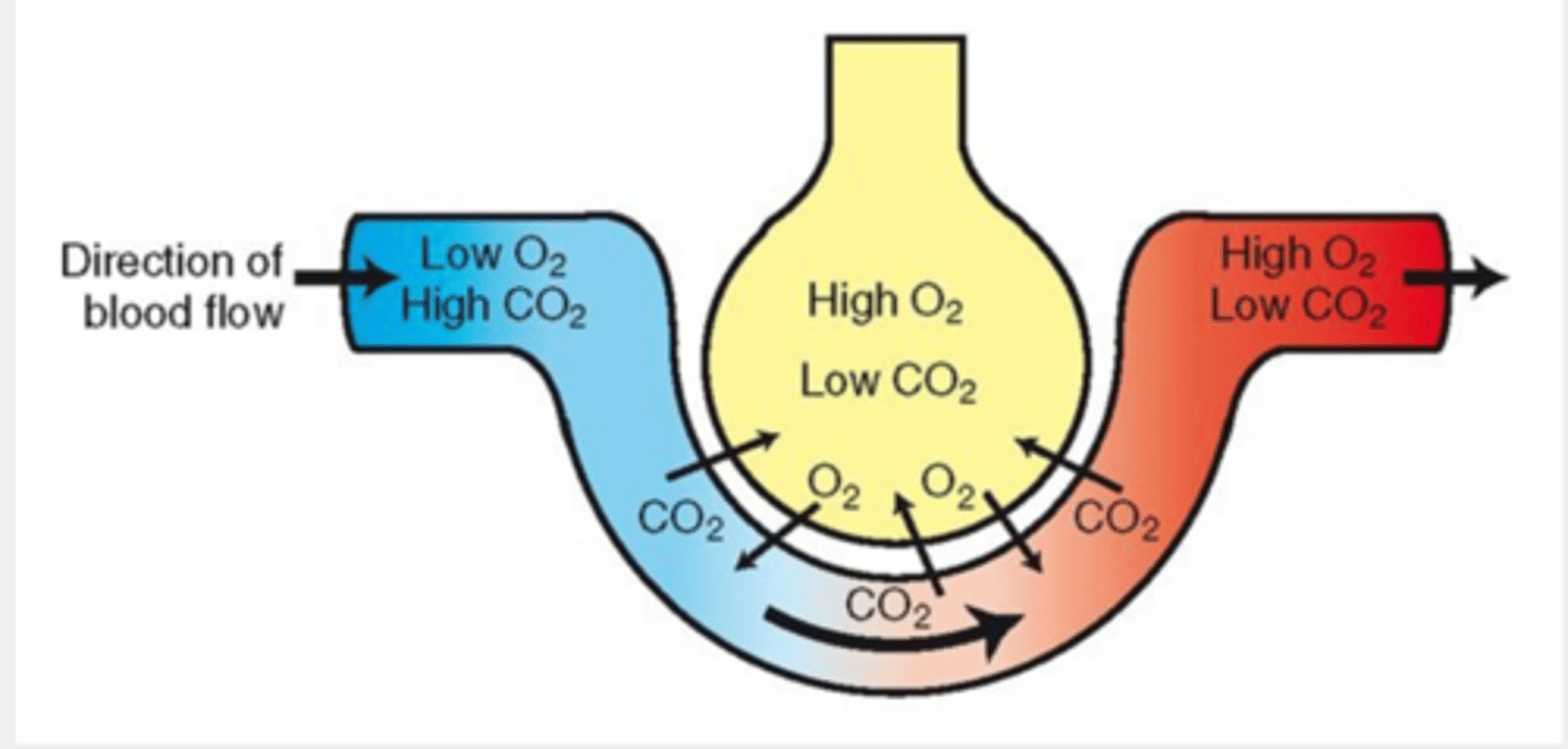 <p>- high level of O2 in air diffuses into blood where O2 level is lower<br><br>- high level of CO2 in blood diffuses into air where level is lower</p>