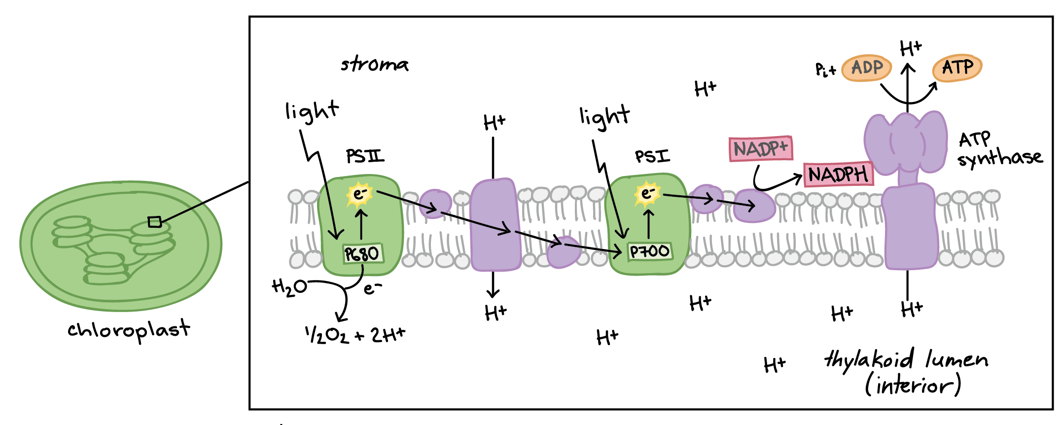 <p>A pigment absorbs light and energy in passed from pigment to pigment until it reaches the reaction center</p>