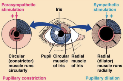 <p>Dilation/Mydriasis</p>