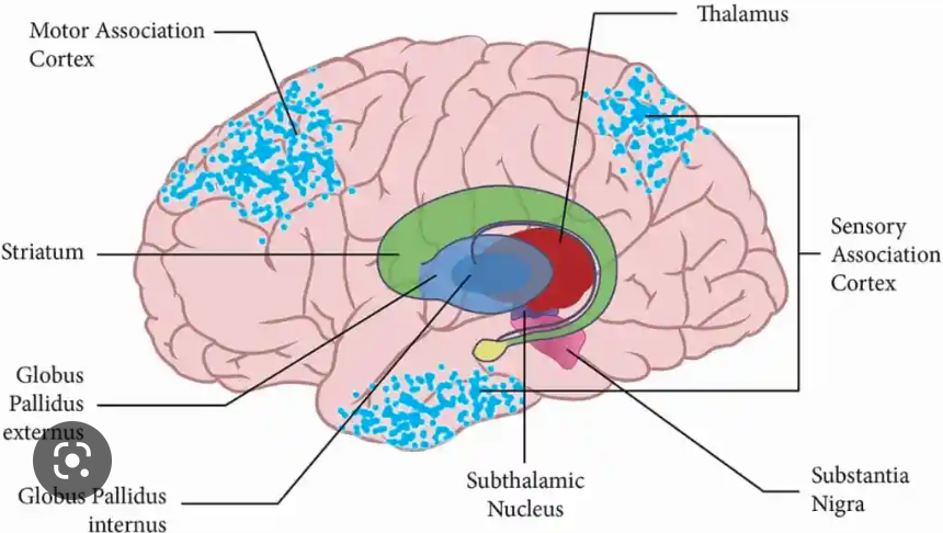 what is the function of the substantia nigra?