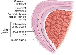 <p>5 layers of VF</p>
