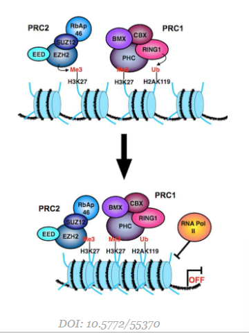 <p>Polycomb repressief complexen → PRC1 en PRC2 = proteïnecomplexen</p><p>Zorgen dat transcriptie uitgeschakeld wordt</p><p></p><ul><li><p>PRC2: methylering van histon 27 op H3</p></li><li><p>PRC1: ubiquitinatie (= vb van een posttranslationele modificatie) van Lys 119 van H2A</p></li></ul><p></p><p>→ condensatie van chromatine</p><p>→ gen wordt uitgeschakeld</p><p></p>