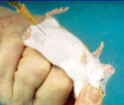 <ul><li><p><span style="background-color: transparent;">Give intraperitoneal injections require <strong>restraining the animal in one hand with head lower than the hind legs&nbsp;</strong></span></p><ul><li><p><span style="background-color: transparent;">So all the abdominal organs fall away the injection sites</span></p></li></ul></li><li><p><span style="background-color: transparent;">Place the tip of the needle <strong>slightly to side of the midline halfway between the rear edge of the breast bone and the front edge of the pelvis</strong>&nbsp;</span></p></li><li><p><span style="background-color: transparent;">Point the <strong>needle toward the centre of the abdomen</strong></span></p></li><li><p><span style="background-color: transparent;">Push it in with <strong>sharp movement but go no further than 2-3 mm into the abdomen</strong></span></p></li></ul><p></p>
