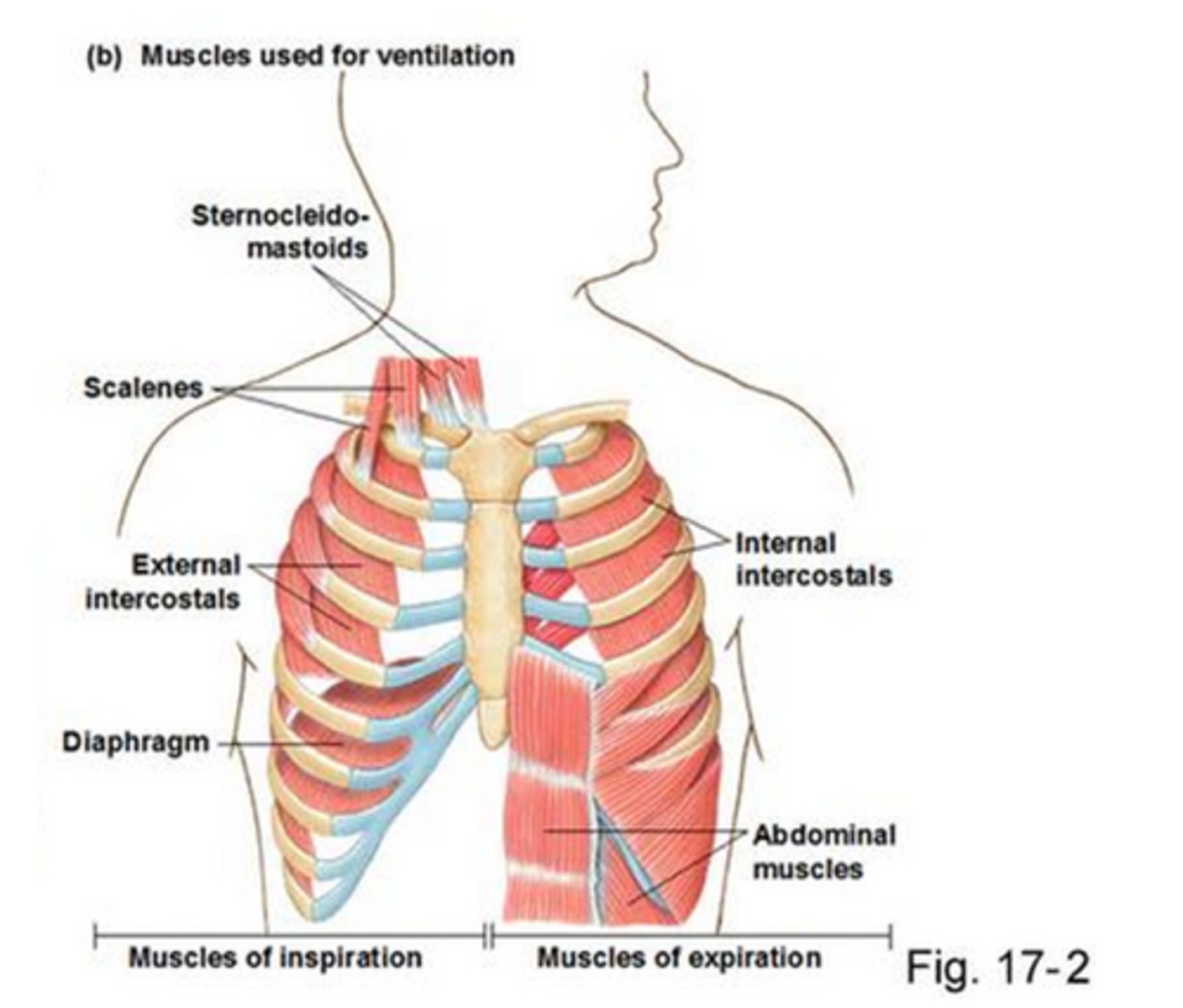 <p>Externals are inhalatory, internals are exhalatory</p><p>Internals course superiorly toward the sternum, externals course inferiorly toward the sternum</p><p>Internals are deep to the externals</p>