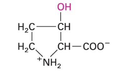<p>cross linking of collagens for stability</p><p>requires vitamin C</p>