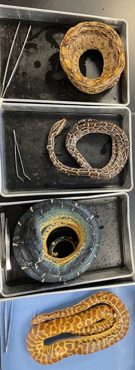 <p>Boas, pythons, and relatives</p><p>Vestigial pelvic girdle with spurs used in mating</p><p>Kills with constriction</p><p>Has largest extant snake</p><p>Pythons oviparous</p><p>Boas viviparous</p>