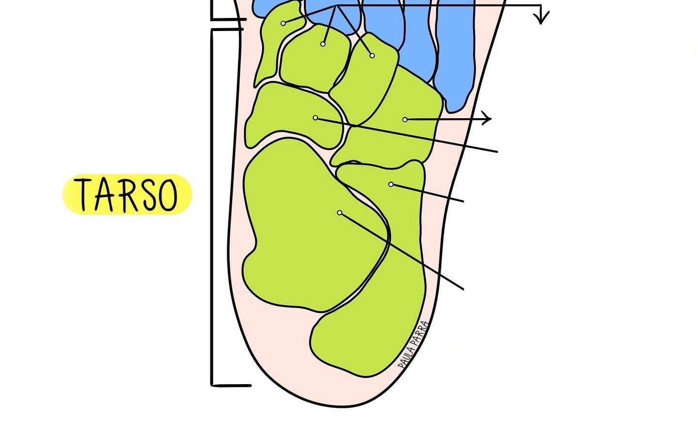 <p>*Consta de 7 huesos: talus, calcáneo, cuboides, navicular y tres cuneiformes o cuñas</p><p>*Se disponen en dos filas una posterior y una anterior</p>